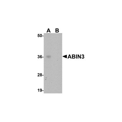 ABIN3 Peptide