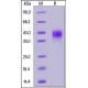 Rhesus macaque / TROP-2 / TACSTD2 Recombinant Protein