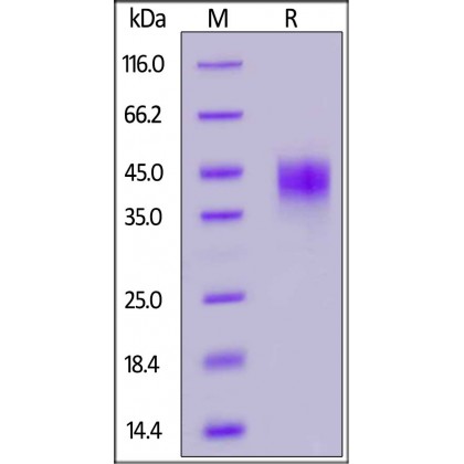 Rhesus macaque / TROP-2 / TACSTD2 Recombinant Protein