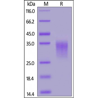 4-1BB / TNFRSF9 Recombinant Protein