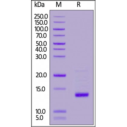 GDF-2 Recombinant Protein