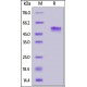 PVRIG Recombinant Protein