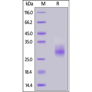 4-1BB / TNFRSF9 Recombinant Protein