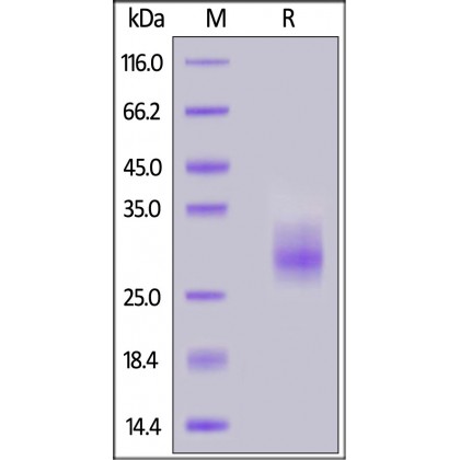 4-1BB / TNFRSF9 Recombinant Protein