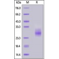 4-1BB / TNFRSF9 Recombinant Protein