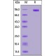 MERS S1 Recombinant Protein