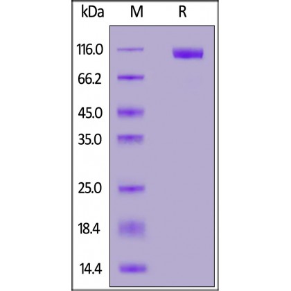 MERS S1 Recombinant Protein