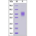 FGF R2 (IIIc) Recombinant Protein