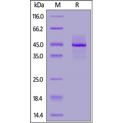 Biotinylated Syndecan-1 Recombinant Protein