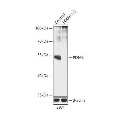PDIA6 Antibody, KO Validated