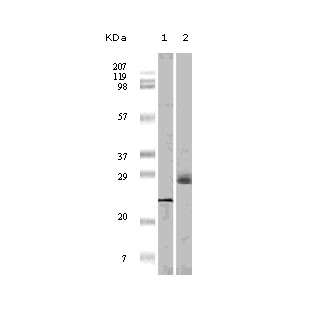 4E-BP1 Antibody [9E12D9]