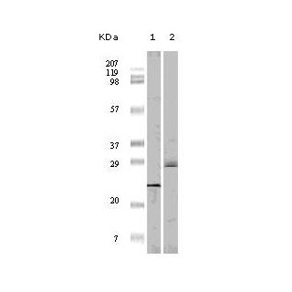 4E-BP1 Antibody [4B6G10]