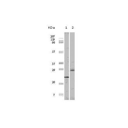 4E-BP1 Antibody [4B6G10]