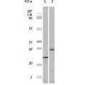 4E-BP1 Antibody [4B6G10]