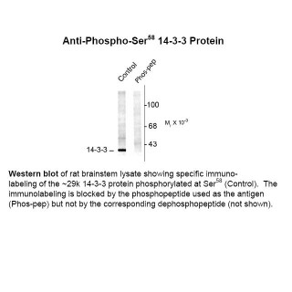 14-3-3 (phospho Ser58) Antibody