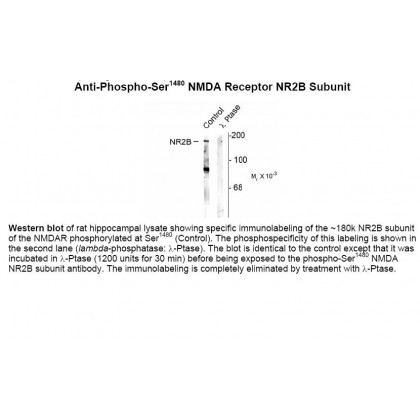 NMDA (phospho Ser1480) Antibody