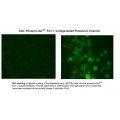 Potassium Channel (phospho Ser503) Antibody