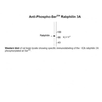 Rabphilin (phospho Ser234) Antibody