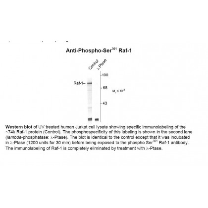 Raf-1 (phospho Ser301) Antibody