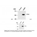 Tryptophan Hydroxylase (phospho Ser19) Antibody
