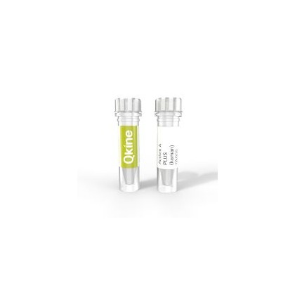 recombinant human/mouse/rat activin A PLUS protein