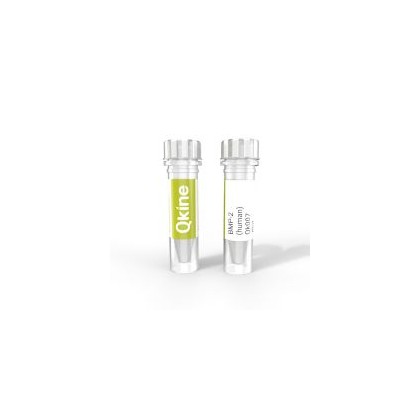 recombinant human/mouse/rat/bovine/porcine BMP-2 protein