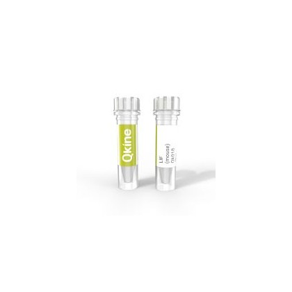 recombinant mouse LIF protein