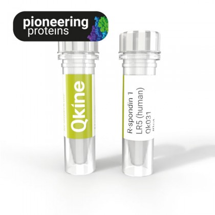 recombinant human R-spondin 1 LR5 protein