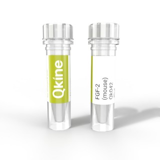 recombinant mouse FGF-2 (bFGF) protein
