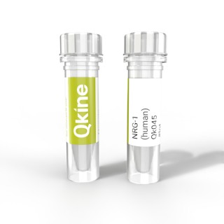 recombinant human/bovine/porcine NRG-1 protein