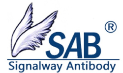 Signalway Antibody